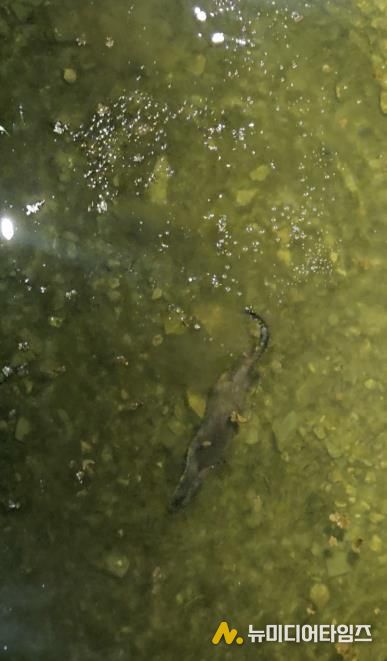 충북 괴산군 에코브릿지 아래 하천에서 천연기념물인 수달이 헤엄치며 먹이 활동을 하고 있다