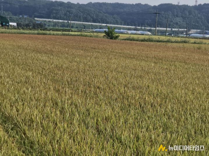 서천군, 벼 깨씨무늬병 사전예방 당부