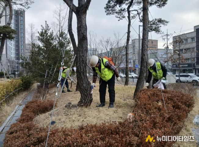 수원시 팔달구, 소나무 재선충병 방제완료