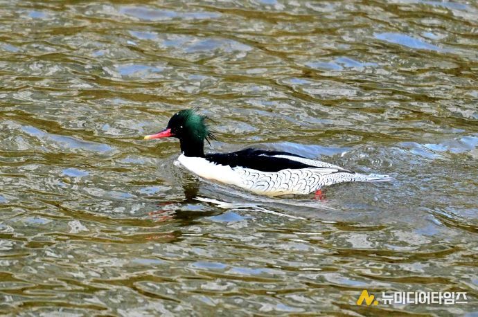성동구와 사회적협동조합 한강은 최근 중랑천-청계천 합류부에서 호사비오리 수컷 1개체와 암컷 2개체가 먹이활동과 휴식을 하는 모습을 확인했다.(사진은 중랑천-청계천 합류부에서 발견된 호사비오리 수컷)