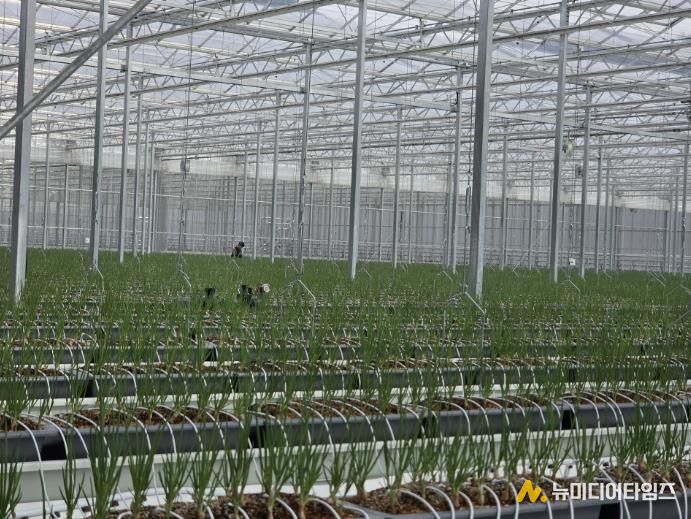 봉화군, 임대형 스마트팜 A동 2구역 쪽파 수확 앞둬