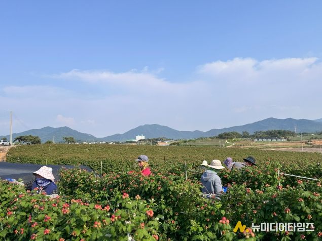 고창 복분자 재배
