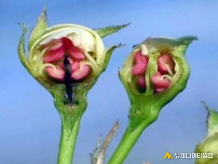 저온피해 배곷, 정상 배꽃