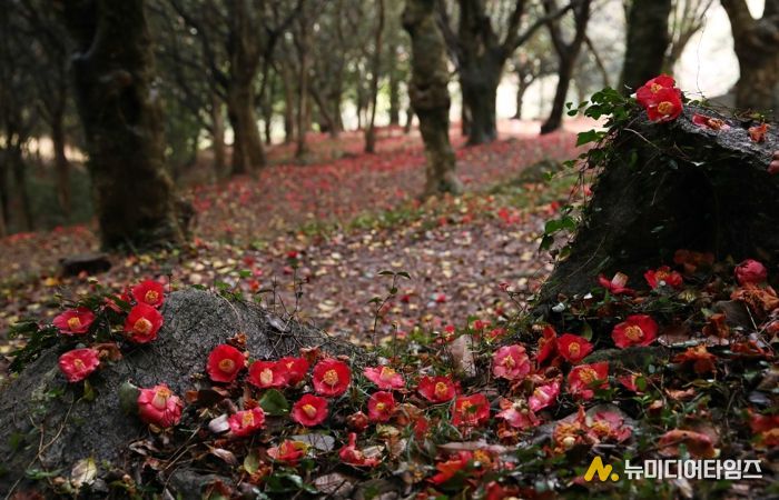 제3회 깅진 백련사 동백축제가 오는 27일 개막한다.