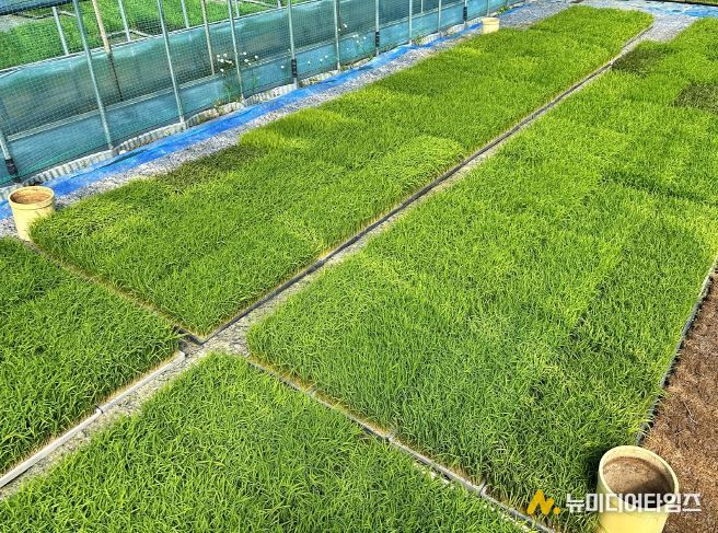 충북농기원, 벼농사 첫걸음 _볍씨 소독_ 당부(못자리 육묘관리)