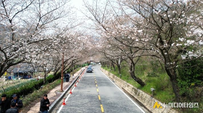나주시가 오는 4일 한수제 일원에서 ‘2026년 제12회 한수제 벚꽃축제’를 개최한다.