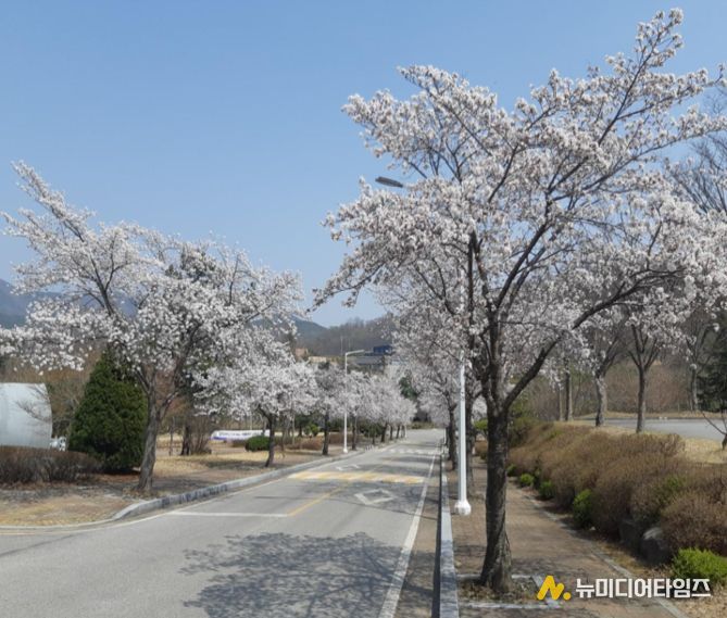 국립공주대 예산캠퍼스 벚꽃