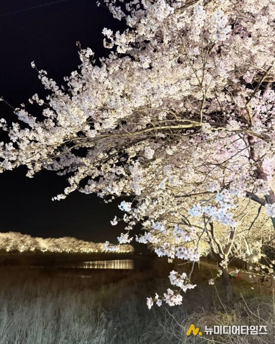 장흥 용산면 남상천 벚꽃문화제