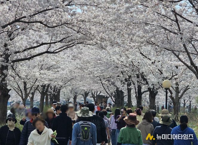 강릉시, ‘초속 5㎝, 시속 5㎞’벚꽃 걷기 행사
