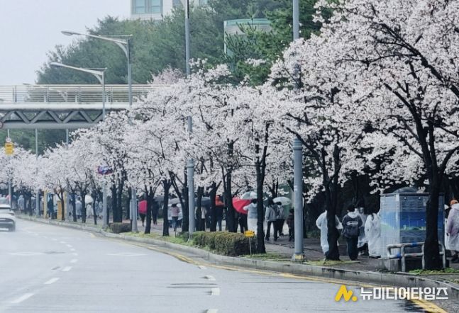 벚꽃길 걷기대회 진행 사진