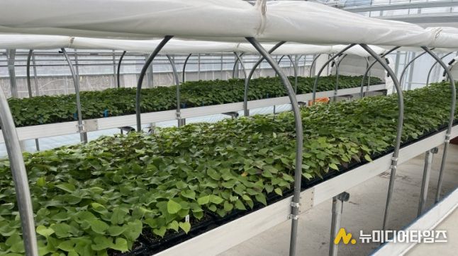 순화 육묘 중인 고구마 조직배양 무병묘