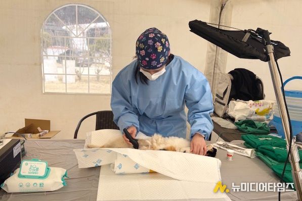 옹진군, 동물보호단체와 합동 수의료 봉사활동