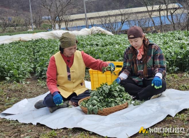 전옥자 농가가 삼잎국화와 관련해서 ‘6시 내고향’ 촬영을 진행하고 있다.