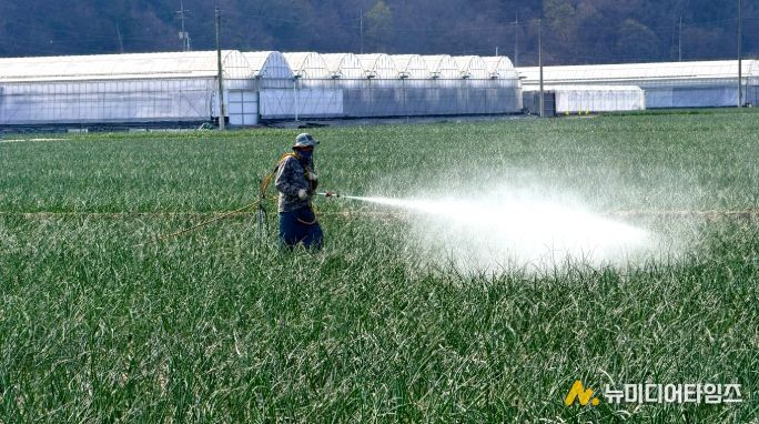 양파 노균병 확산 우려