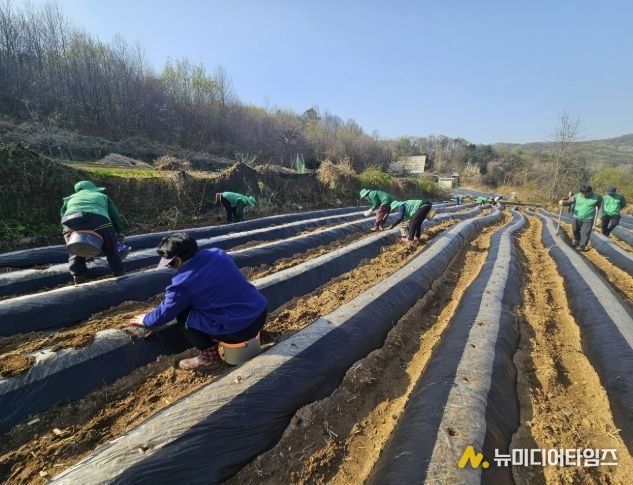 음성군 새마을지도자생극면협의회·부녀회, 생산적 일손이음 봉사활동 펼쳐