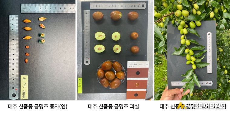 충북농기원, 대추 신품종 ‘금명조’ 개발
