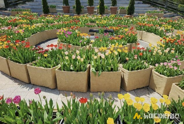 광장에 피어난 봄…포천체육공원 분수광장에 미로형 튤립화단 조성