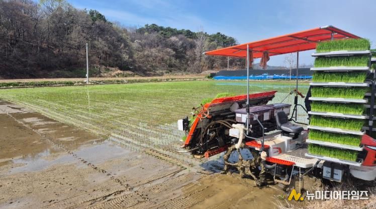 모내기 사진