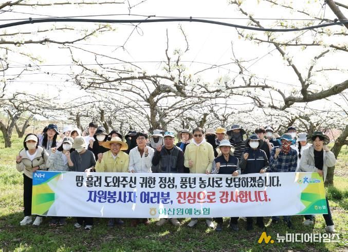 아산시의회 의장과 사무국 직원들이 법곡동 일원 배 농가 찾아 인공수분 작업을 도우며 봉사활동을 펼치고 있다.