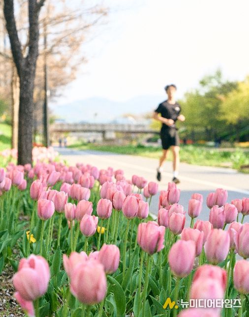 튤립 개화 모습